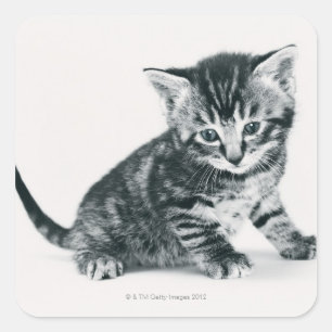 Tabby Kitten Fyrkantigt Klistermärke