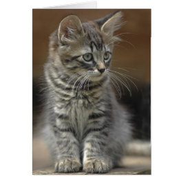 Tabby Kitten Hälsningskort