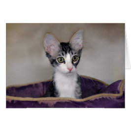 Tabby Kitten i en Lila Bed Hälsningskort