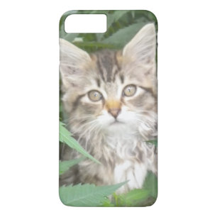 Tabby Kitten iPhone 7 plus fodral