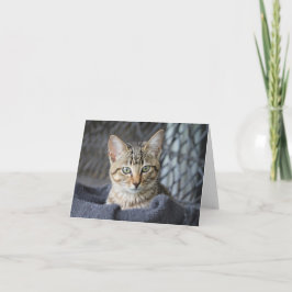 Tabby Kitten Kort
