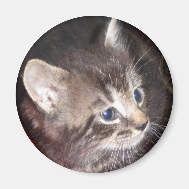 Tabby Kitten magnet (Framsidan)