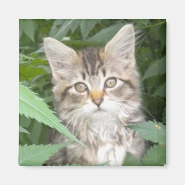 Tabby Kitten Magnet (Framsidan)