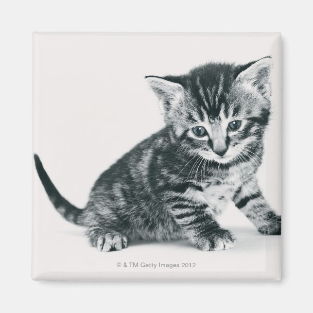 Tabby Kitten Magnet (Framsidan)