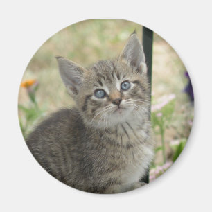 Tabby kitten magnet