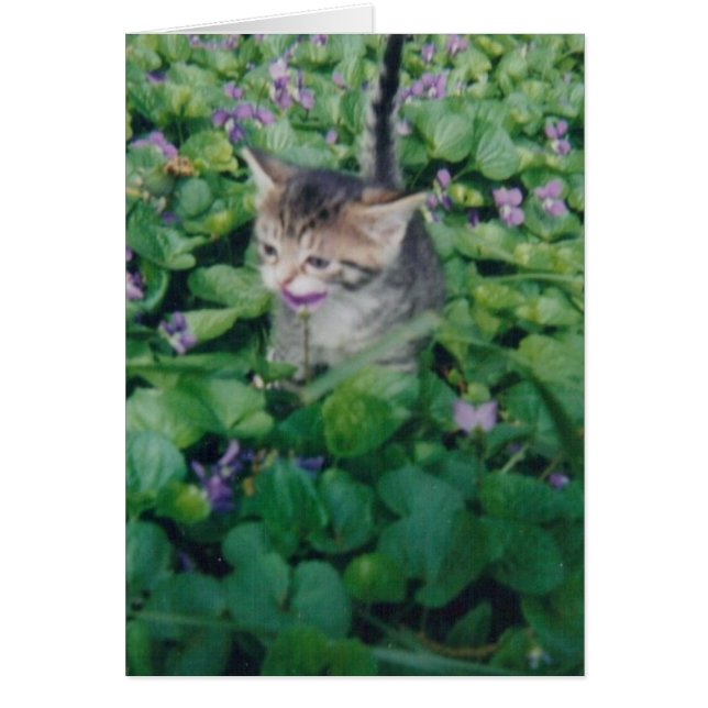 Tabby Kitten med Violet Smile Hälsningskort (Framsidan)