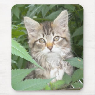 Tabby Kitten Musmatta