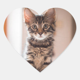 Tabby Kitten på Bord Hjärtformat Klistermärke