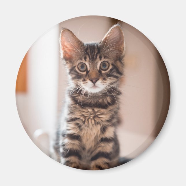 Tabby Kitten på Bord Magnet (Framsidan)
