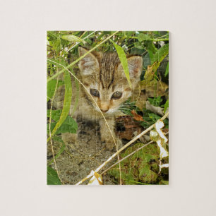 Tabby kitten pussel