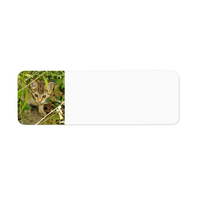 Tabby kitten returadress etikett (Framsidan)