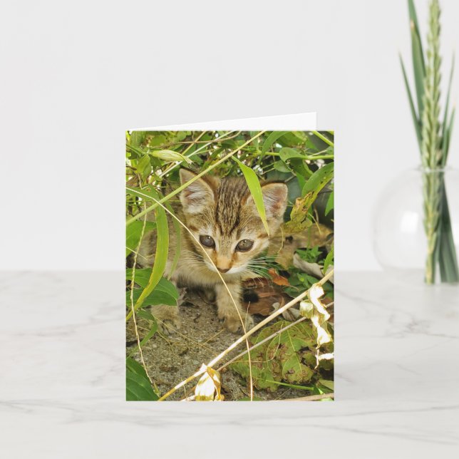 Tabby kitten tack kort (Framsida)