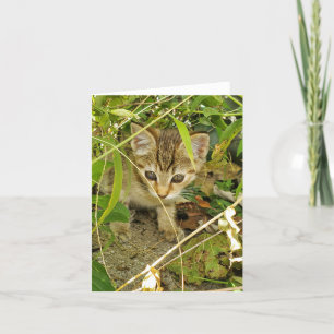 Tabby kitten tack kort