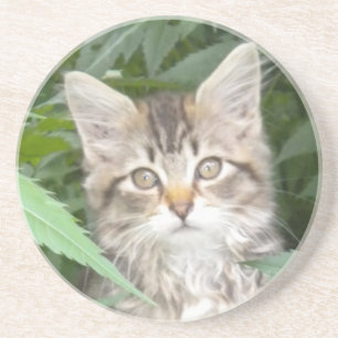 Tabby Kitten Underlägg Sandsten