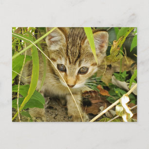 Tabby kitten vykort