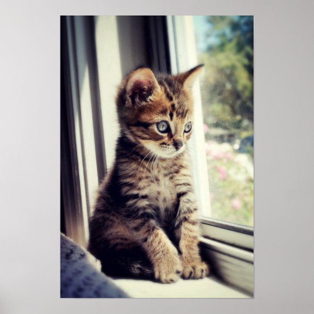 Tabby Kitten Watching Poster (Framsidan)