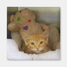Tabby Kitten with Nalle Magnet