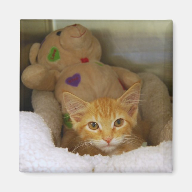 Tabby Kitten with Nalle Magnet (Framsidan)
