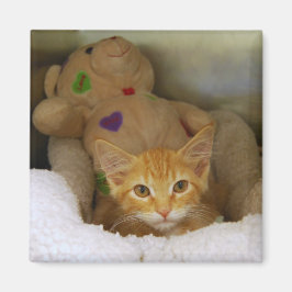 Tabby Kitten with Nalle Magnet