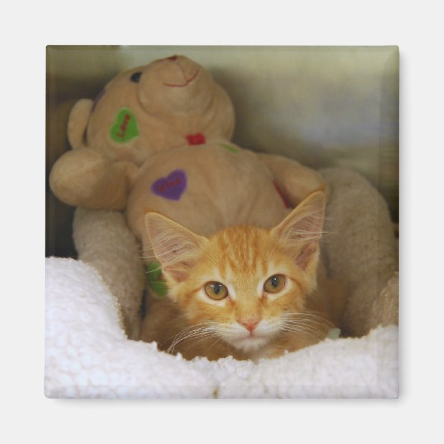 Tabby Kitten with Nalle Magnet (Framsidan)