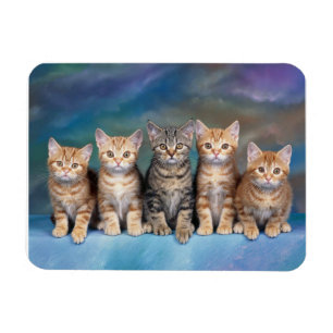 Tabby Kittens i ett radmagnet Magnet