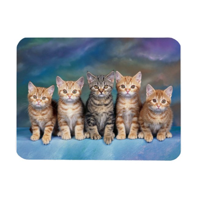 Tabby Kittens i ett radmagnet Magnet (Horisontell)