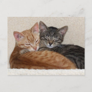 Tabby Kittens vykort