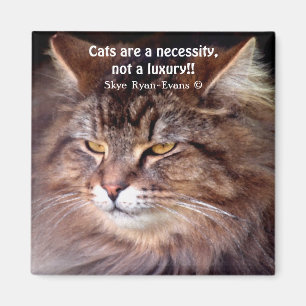Tabby Maine Coon Cat Lover & Dikt Magnet