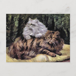 Tabby och Silver Persian Vykort