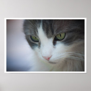 Tabby och vit katt närbild poster