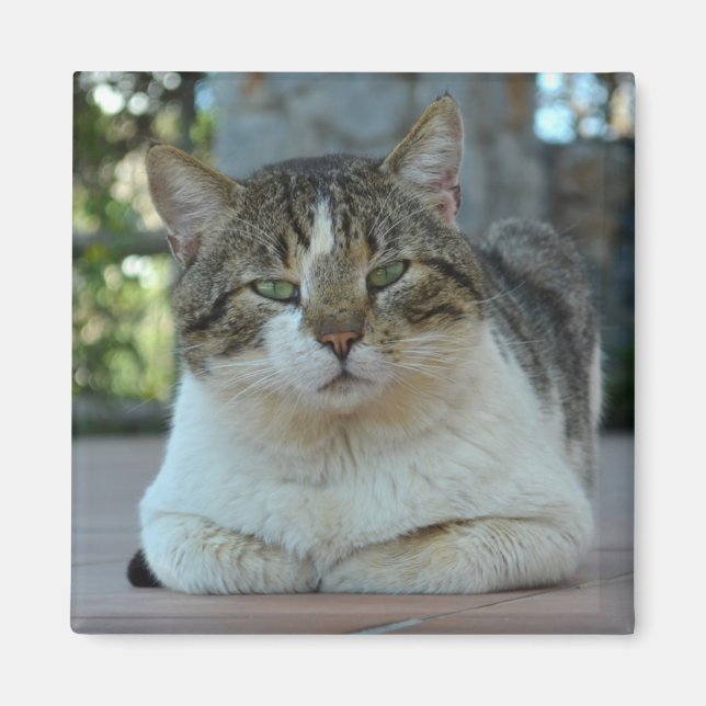 Tabby och White Cat Magnet (Framsidan)