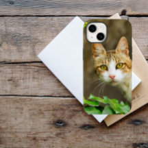 Tabby och White Cat och Ivy