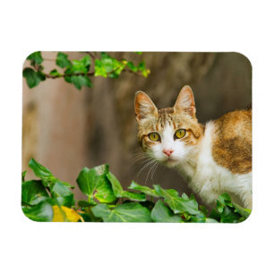 Tabby och White Cat och Ivy Magnet