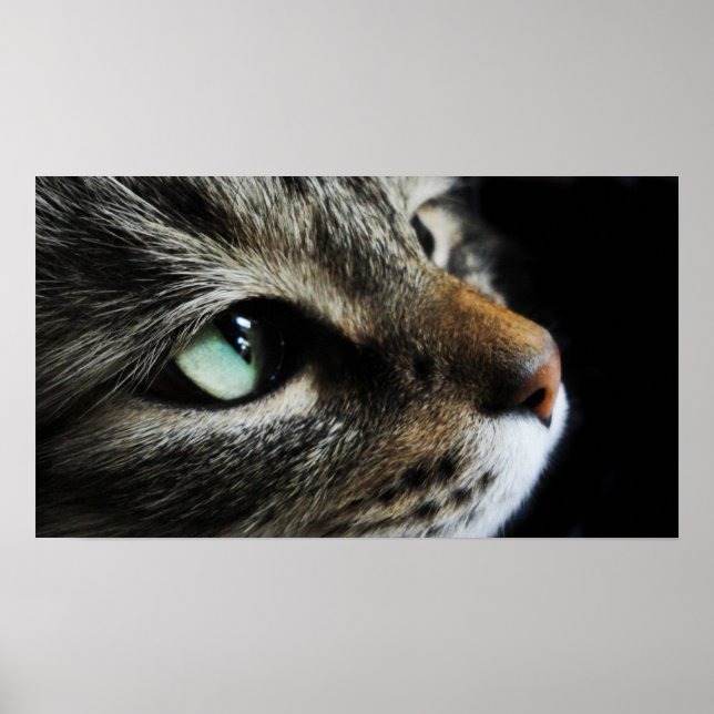 Tabby Poster (Framsidan)