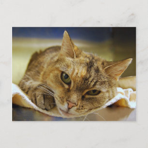 Tabby Princess Postcard Vykort