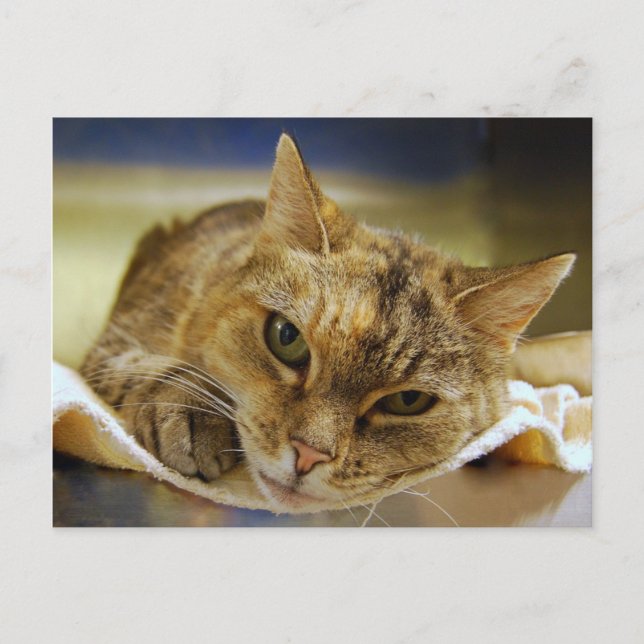 Tabby Princess Postcard Vykort (Framsida)