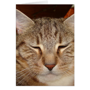 Tabby Tiger Cat Hälsningskort