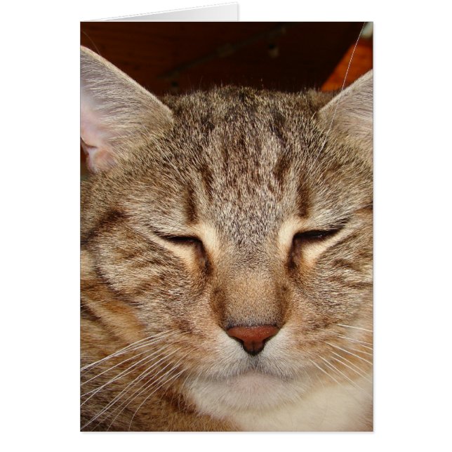 Tabby Tiger Cat Hälsningskort (Framsidan)