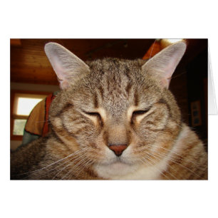 Tabby Tiger Cat Hälsningskort