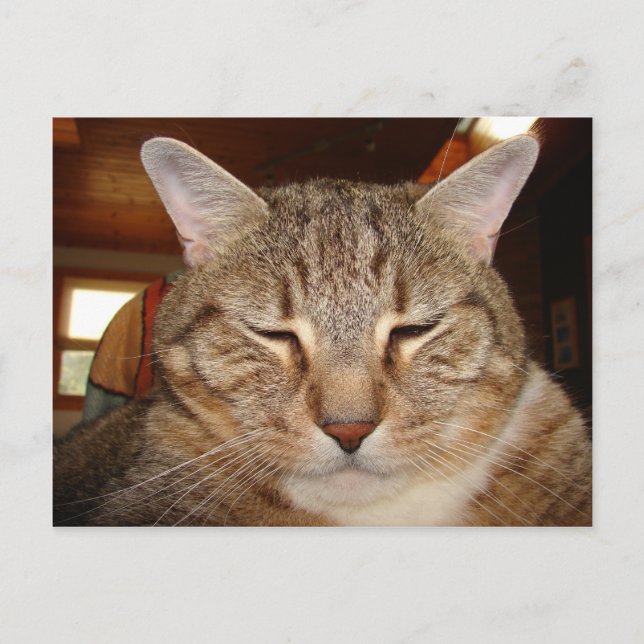Tabby Tiger Cat Vykort (Framsida)