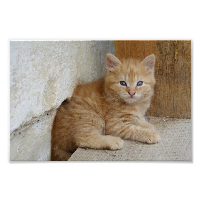 Tabby Tomcat Kitten Fototryck (Framsidan)