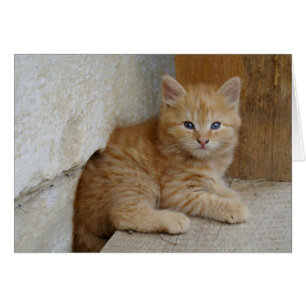 Tabby Tomcat Kitten Hälsningskort
