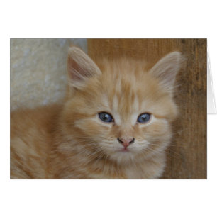 Tabby Tomcat Kitten Hälsningskort