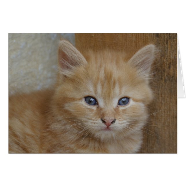 Tabby Tomcat Kitten Hälsningskort (Framsidan Horizontal)