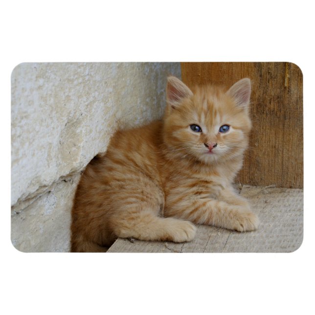 Tabby Tomcat Kitten Magnet (Horisontell)