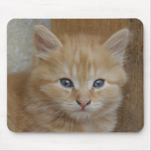 Tabby Tomcat Kitten Musmatta