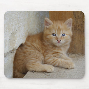 Tabby Tomcat Kitten Musmatta
