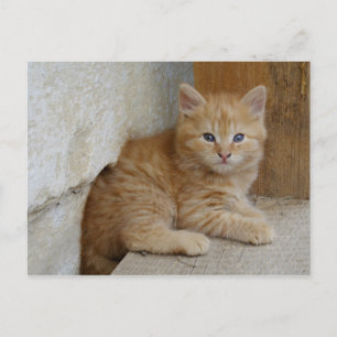 Tabby Tomcat Kitten Vykort