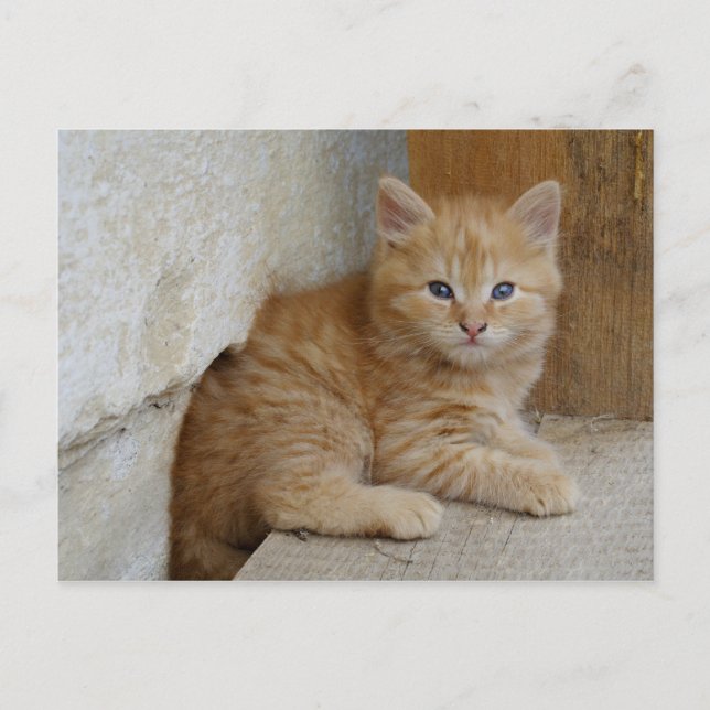 Tabby Tomcat Kitten Vykort (Framsida)