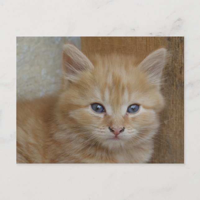 Tabby Tomcat Kitten Vykort (Framsida)